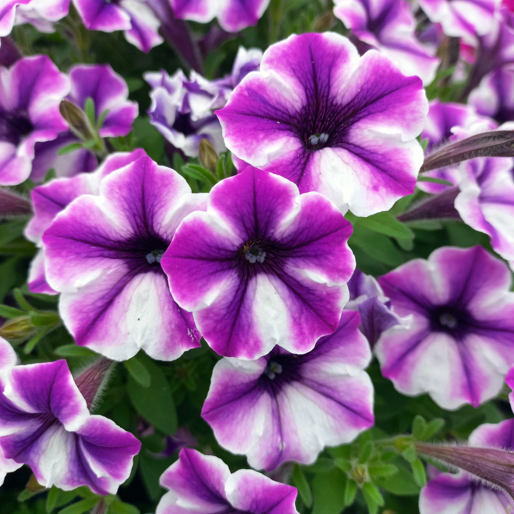 Petunia Bubbles Lavender Twist